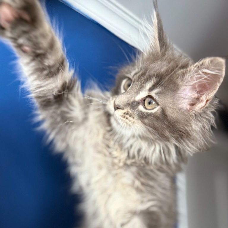Gray kitten with fluffy fur reaching up against a blue wall.