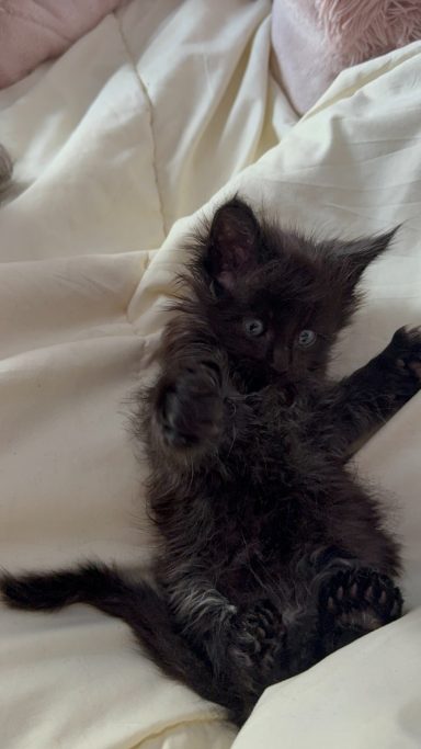 Black kitten lying on a soft, light-colored blanket with paws up.