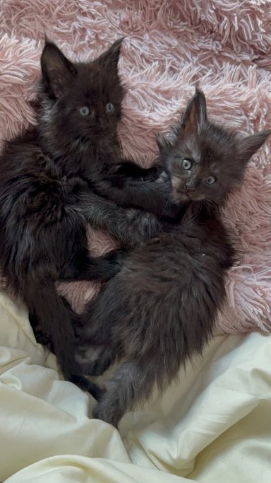 Two playful kittens cuddling together on a soft blanket.